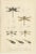 P. W. M. Trap, Sumatra Dragonfly and Insect Fauna Studies, 1887, Lithographs on Paper, Set of 6 For Sale - Image 3 of 10