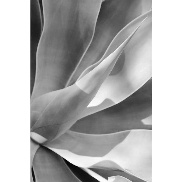 Agave II ' Signed Limited Edition GIANT Oversize print by Stuart Christian Möller limited edition to 3 only this size -...