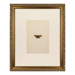 19th Century Antique Morris Butterfly Print Hand Colored Lithograph 1853 For Sale