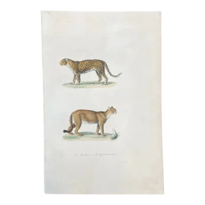 French Antique 18th Century "La Panther" Animal Engraving Hand Colored Signed Artwork