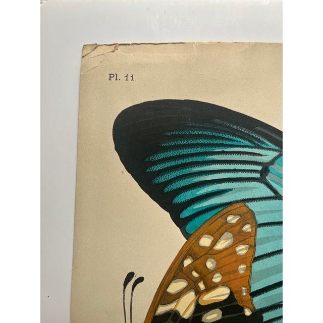 Art Deco 1920s Original E.A. Séguy Butterfly Print(s) From Papillons (No. 11) For Sale - Image 3 of 6