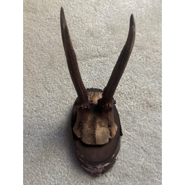 Mounted Roe Buck Antlers, Set of Five For Sale - Image 4 of 16