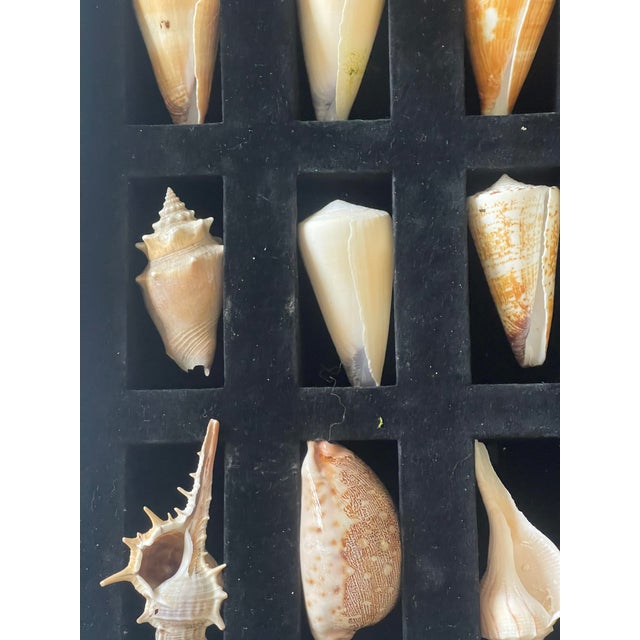 Coastal 1960s 12 Sea Shells Natural History Soecimen Collection For Sale - Image 3 of 3