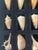 Coastal 1960s 12 Sea Shells Natural History Soecimen Collection For Sale - Image 3 of 3