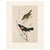 Paper 1966 Vintage Cottage Print "Crimson-Winged Troopial & Red-Winged Blackbird" After John James Audubon For Sale - Image 7 of 7