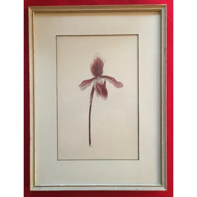 Watercolor botanical painting of a lady slipper orchid 1940's. Accurately depicted and beautifully painted. Framed and...