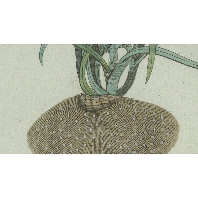 Early 19th Century Bertuch, Tiger Nut, 1800, Engraving For Sale - Image 5 of 9