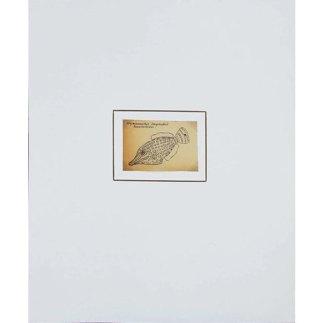 20th Century Scientific Drawing of an Orange Spotted Filefish by David and Natasha Deighton For Sale In Houston - Image 6 of 6
