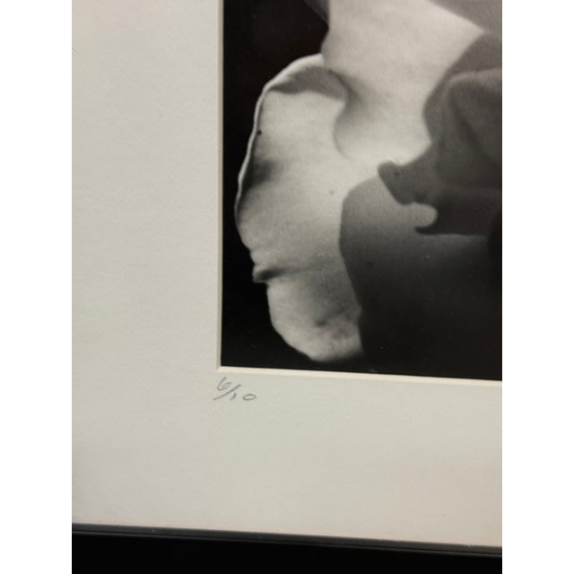 Jess Johnston Photograph, Framed For Sale - Image 9 of 12