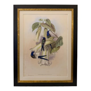 1990s Framed Print, Swallow-Tail Hummingbird (Plate 42- Hill House Edition) Reproduction Print After John Gould For Sale