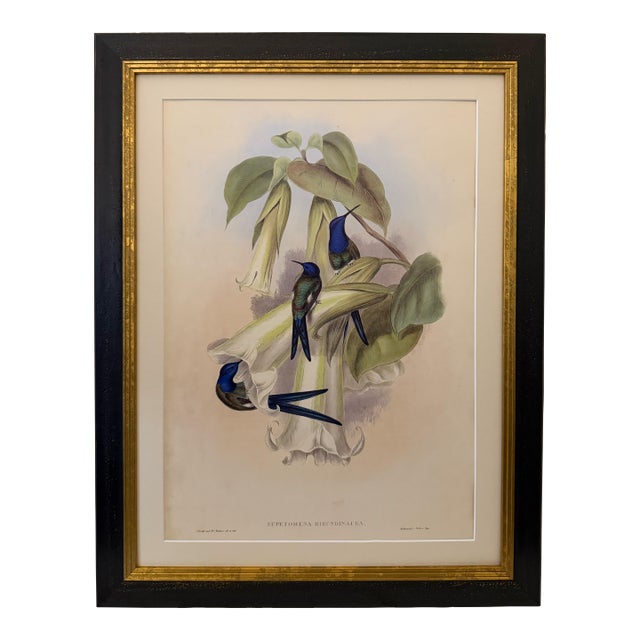 1990s Framed Print, Swallow-Tail Hummingbird (Plate 42- Hill House Edition) Reproduction Print After John Gould For Sale