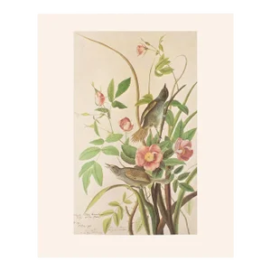1966 Vintage Farmhouse Cottage Print "Sea-Side Finch" After John James Audubon