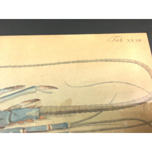 Group of Four Crustaceans Studies 1793 by f.d. Heidenreich For Sale - Image 10 of 18