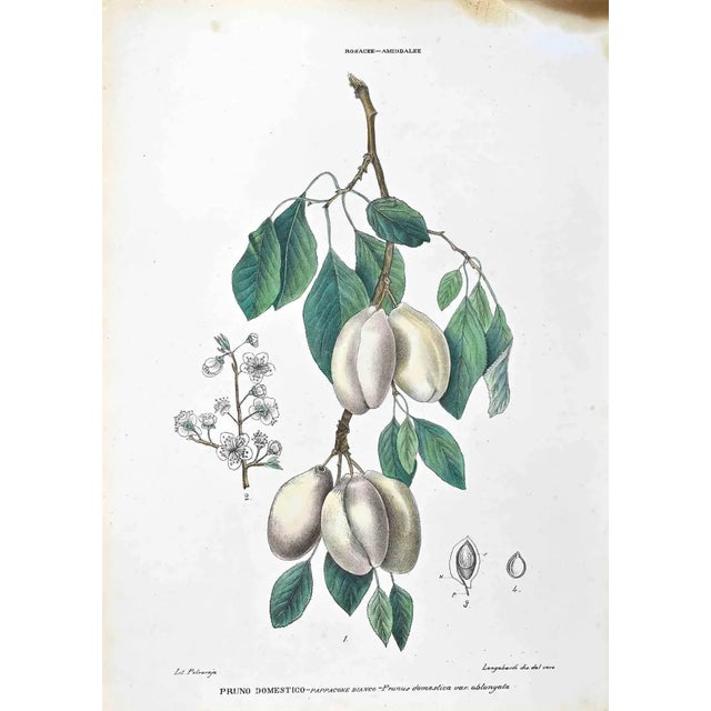 Vincenzo Tenore, The Rosaceae, Amiddalee, Lithograph, 1870s For Sale