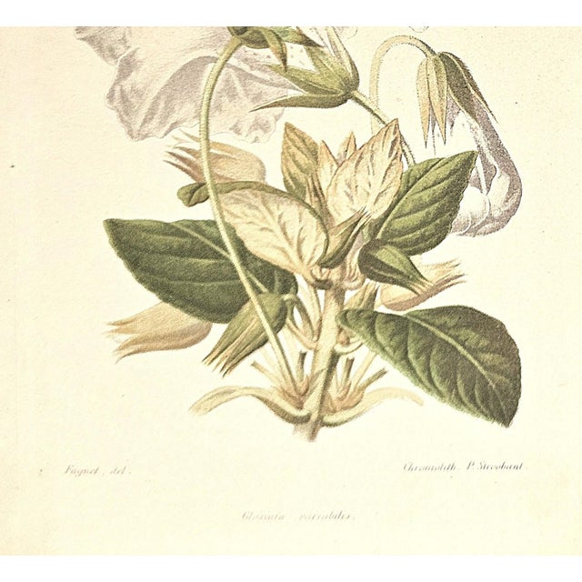 Late 19th Century 1883 Set of 2 Antique French Botanical Lithographs-Revue Horticole For Sale - Image 5 of 7