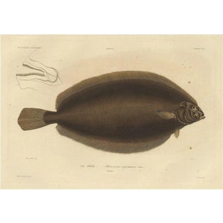 Witch Flounder, 1842, Paper For Sale