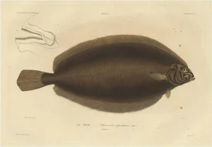 Witch Flounder, 1842, Paper