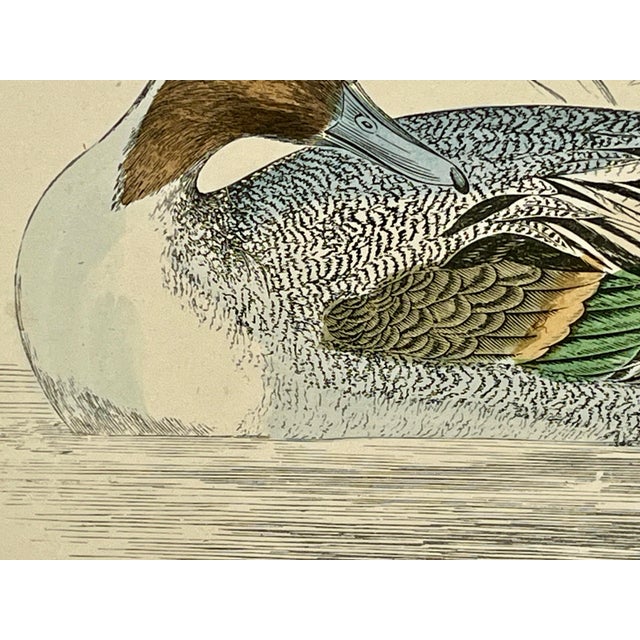 Late 19th Century Antique Hand Tinted Bird Print From England Featuring a Pintail Duck - Circa 1888 For Sale - Image 5 of 11