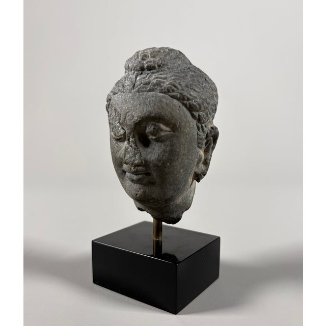 15th Century & Earlier Sculpture De Tête De Bouddha en Schiste Gris De Gandhara, Royaumes Indo-Grecs, Ier–IIe Siècle For Sale - Image 5 of 7