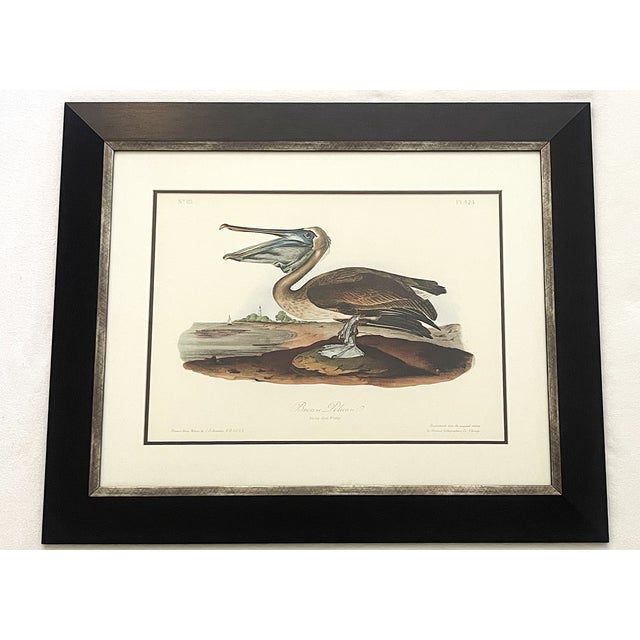 Late 20th Century Framed Audubon Bird Prints - A Pair For Sale - Image 9 of 15