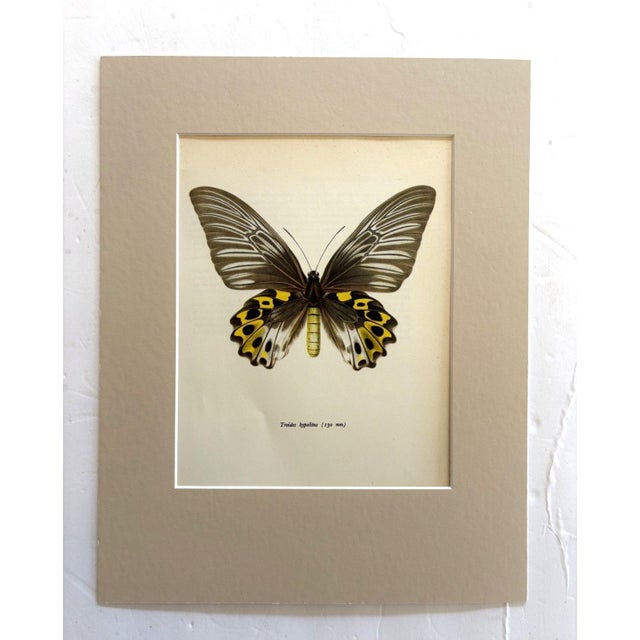 Realism Vintage 1965 Butterfly Print in 11x14 Mat: Troides Hypolitus (Cramer), EUC For Sale - Image 3 of 3