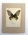 Realism Vintage 1965 Butterfly Print in 11x14 Mat: Troides Hypolitus (Cramer), EUC For Sale - Image 3 of 3