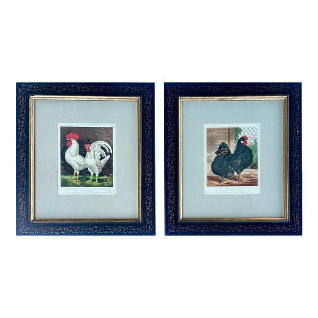 White Leghorn Chicken & Black Polish, Framed Pair by Cassell, 1890 For Sale