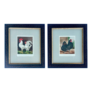 White Leghorn Chicken & Black Polish, Framed Pair by Cassell, 1890