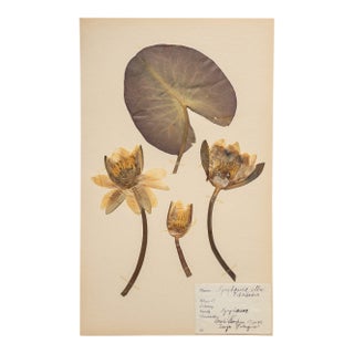 Vintage Swedish Herbarium - Water Lily, Circa 1932 For Sale