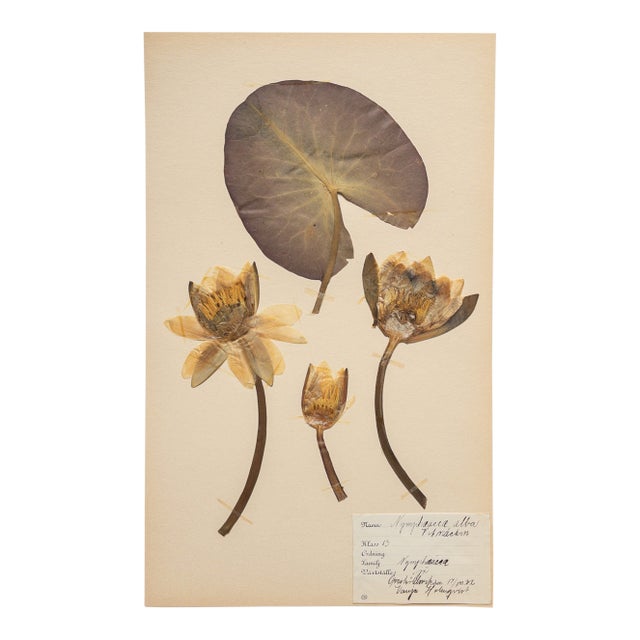 Vintage Swedish Herbarium - Water Lily, Circa 1932 For Sale