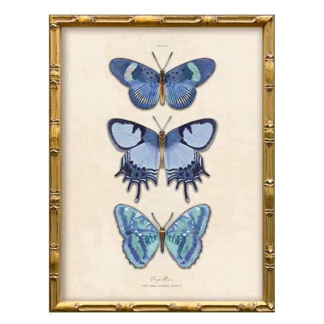 Various Artists Reproduction Vintage Blue Butterfly Art Print Set (Set of 2), Framed For Sale - Image 4 of 7