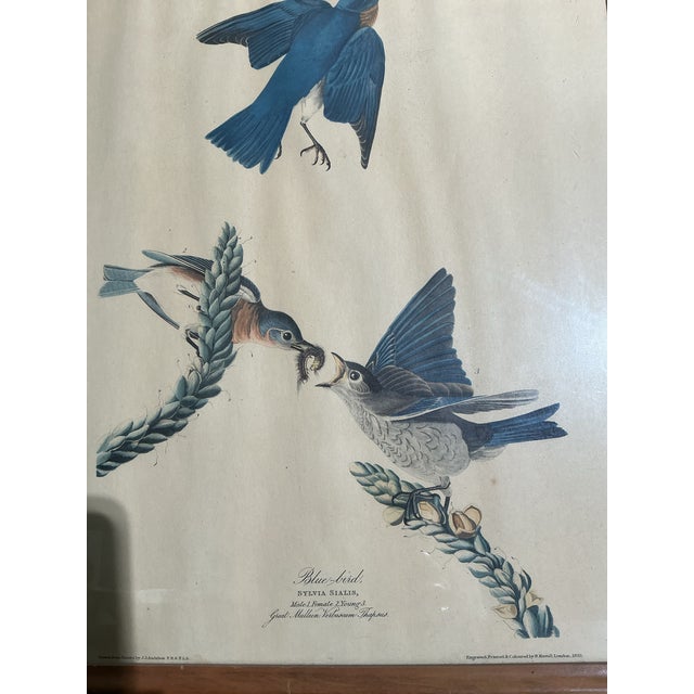 John James Audubon Framed Vintage Audubon Bluebird Print No. 23 Havell London Sylvia Sialis Ornithology Wall Art For Sale - Image 4 of 4