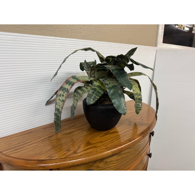 2010s Artificial Vriesea Hieroglyphica Plant + Vase For Sale - Image 5 of 12