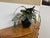2010s Artificial Vriesea Hieroglyphica Plant + Vase For Sale - Image 5 of 12