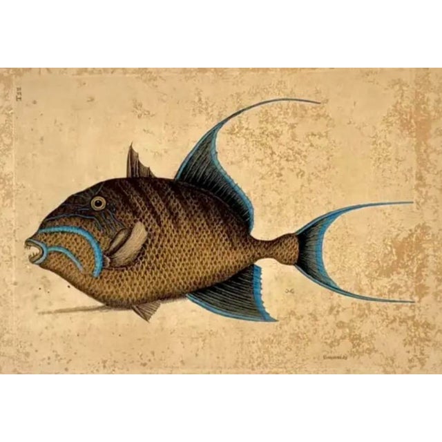 Paper 18th Century Framed Engravings by Mark Catesby, Set of Four Fish For Sale - Image 7 of 11