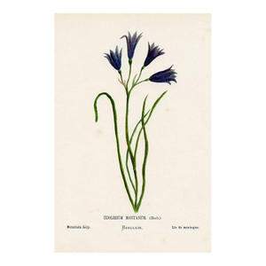 Antique Botanical Print, Mountain Lily, 1870s, Holy Land Wildflowers, Original Lithograph, England