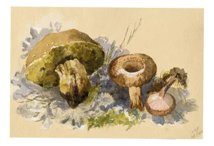 E.R.P., Mushroom Milkcap (Lactarius), 1868, Watercolour