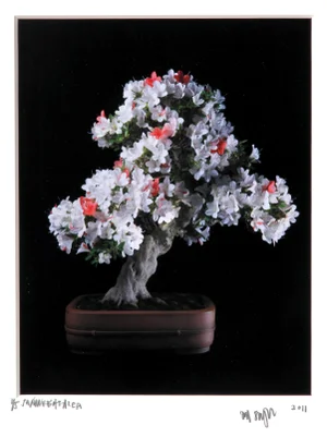 Japanese Azalea, Jonathan Singer