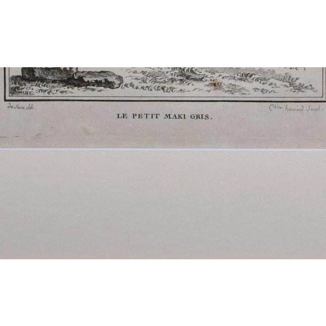 18th Century Original French Monkey Engraving by Buffon 1789 For Sale In New York - Image 6 of 8