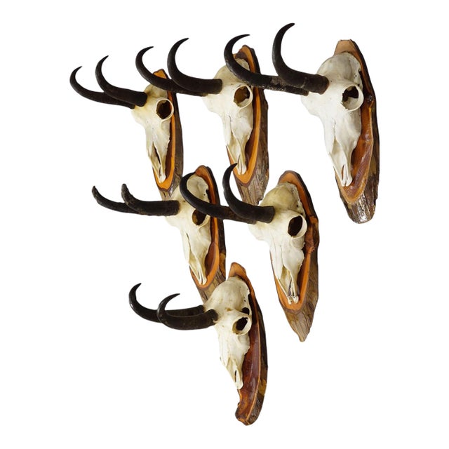 Vintage Set of Six Chamois Trophies on Wooden Plaques, Germany Ca. 1970s For Sale