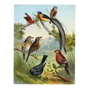 1886, Blackbird Print, Original Antique Bird Lithograph