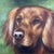 David Coalburn Original Oil Painting Golden Retriever Portrait “Eyes of Christy” For Sale - Image 10 of 12