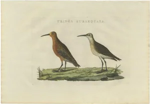Sepp & Nozeman, Bird Illustration of the Curlew Sandpiper, 1829, Print