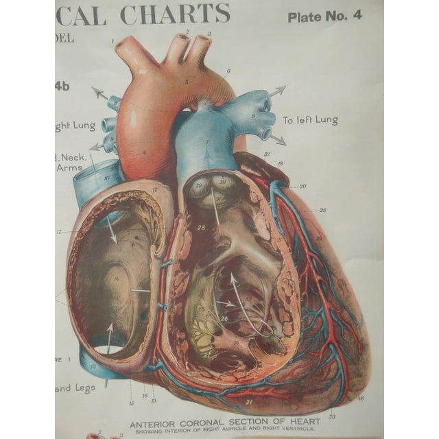 Mid-Century Modern Medical School Pull Down Chart Heart & Skin Scientific Poster Illustration For Sale - Image 3 of 6