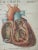 Mid-Century Modern Medical School Pull Down Chart Heart & Skin Scientific Poster Illustration For Sale - Image 3 of 6
