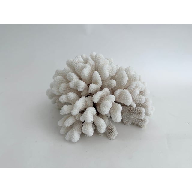 Large Natural Cluster Coral Specimen Coastal Decor For Sale In Los Angeles - Image 6 of 6