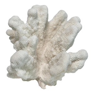 Natural Catspaw Coral Specimen Coastal Home Decor