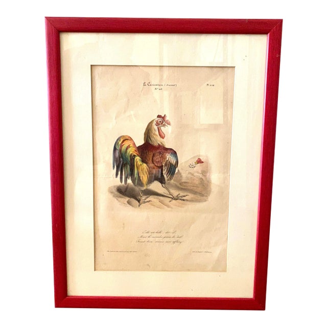 French Colored Engraving From "La Caricature" Depicting a Rooster For Sale