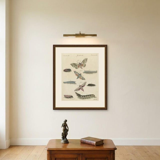 Bertuch, Elephant Hawk Moth and Hawk Moth Caterpillars, 1805, Print For Sale - Image 10 of 12