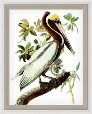 Audubon 15, Framed Artwork